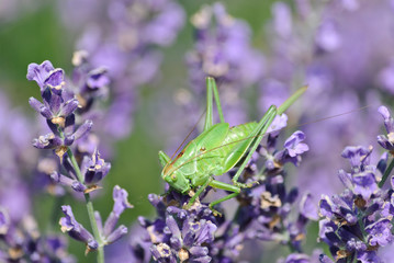 green grasshopper on a violet flower close up photo