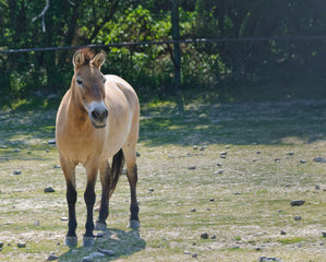 wild przewalski's horse