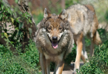 running wolf with smiling face