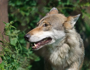 Naklejka na ściany i meble eurasian Wolf close up portrait