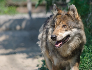 eurasian wolf close up portrait