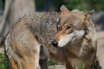 eurasian wolf close up portrait