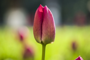 blooms early morning pink tulip bud close