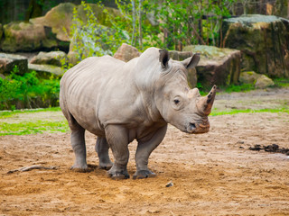 Naklejka premium Black Rhinocero - Diceros bicornis