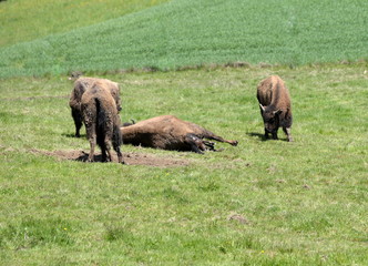 birth of a buffalo calf
