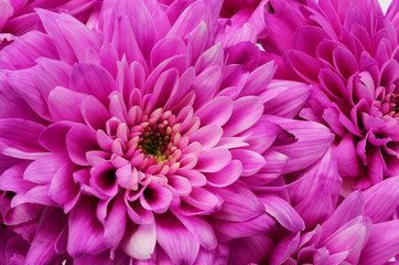 Details of pink flower for background or texture