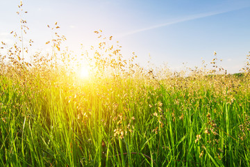 Obraz premium sunset and grass