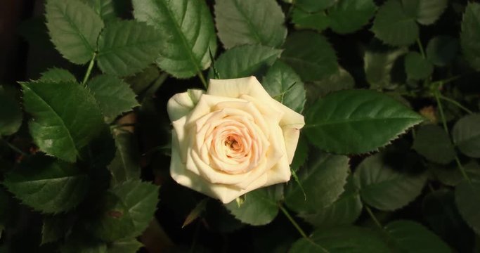 Timelapse of white pink rose growing on green leaves background