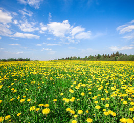 Fototapeta premium Yellow flowers field under blue cloudy sky