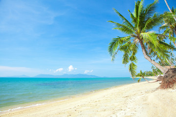 Naklejka premium tropical beach with coconut palm