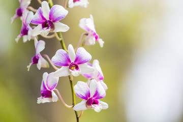 Fototapeta na wymiar Beautiful flower dendrobium belchim orchids.