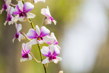 Beautiful flower dendrobium belchim orchids.
