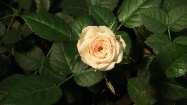 Timelapse of white pink rose growing on green leaves background