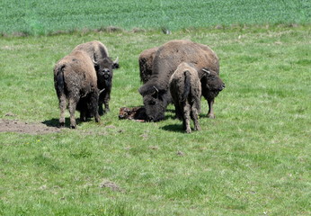 born into the familie, buffalo calf right after it´s birth