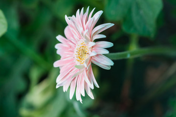 Obraz premium fresh pink gerbera