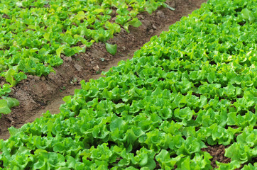 green lettuce crops in growth at vegetable garden
