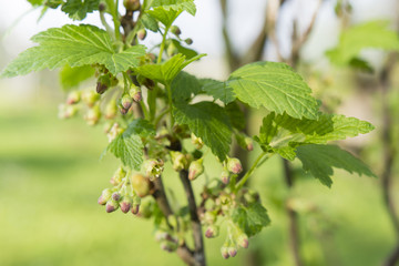 currant flowers on a branch with green leaves