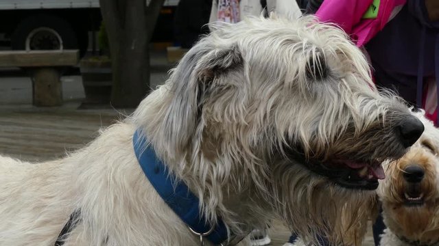 Irish wolfhound dog head closeup