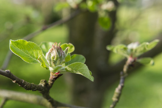 flower bud in detail on a twig with leaves apple