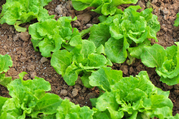 green lettuce crops in growth at vegetable garden