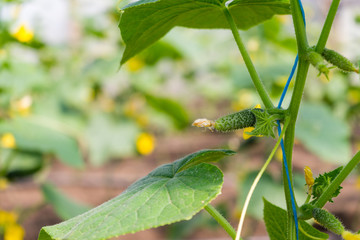 Young green cucumbers hanging on a branch.