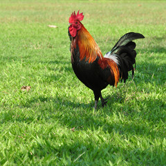 Cock on green field