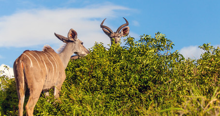 Kudus im iSimangaliso-Wetland-Park
