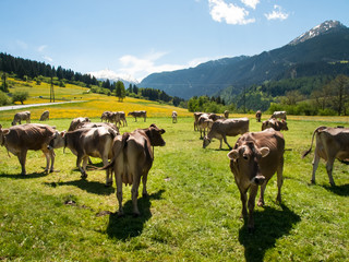 Obraz premium Cows grazing