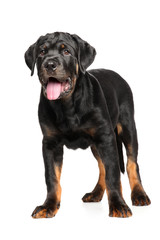Young Rottweiler on white background