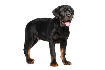 Rottweiler puppy on white background