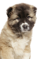 Caucasian shepherd puppy