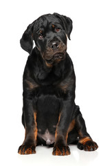 Cute Rottweiler puppy sits