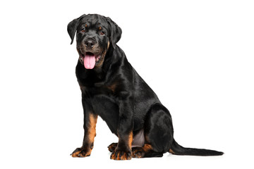 Obraz premium Young Rottweiler on white background