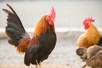 Chicken was finding for food outside hen-house.