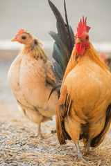 Chicken was finding for food outside hen-house.