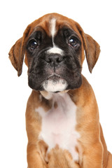 Boxer puppy isolated on white