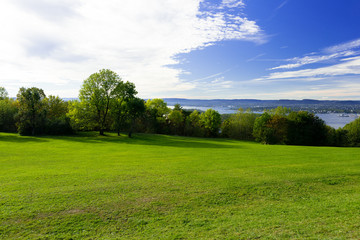 Grassy meadow with trees