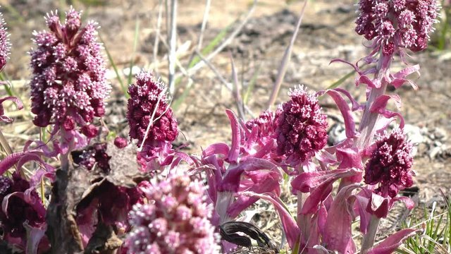 Common Butterbur Petasites hybridus, herbaceous perennial plant Asteraceae family, spring primrose