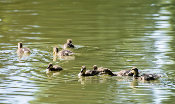 Group of little Mallard ducklings &ndash; Anas platyrhynchos