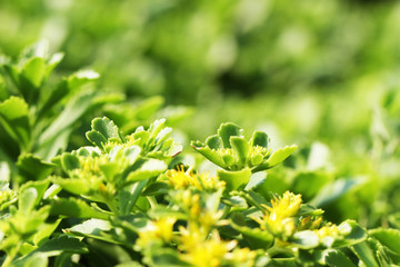 Beautiful flowers and plants