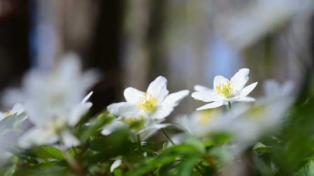 Flowering wood anemones and singing song thrush on background

