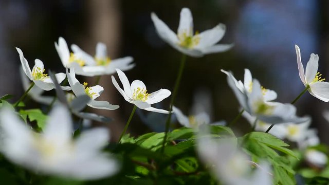 Flowering wood anemones and singing song thrush on background
