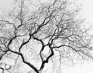 Fototapeta premium Leafless Twisted Branches Black Tree Silhouette