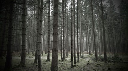 Obraz premium Lost in the woods