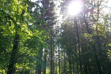 Fototapeta na wymiar Sun in the woods