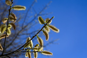 Beautiful Pussy Willow Flowers Branches on Blue Sunny Sky