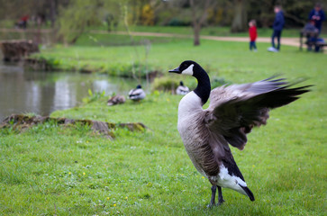 Naklejka na ściany i meble Canadian Goose Flapping Wings in Oxford University Parks