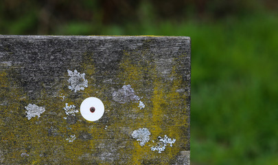 Wooden Bench Plank Covered in Lichen and Moss