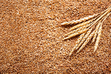 wheat ears with grains