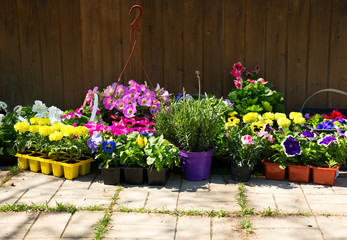 various potted flowers